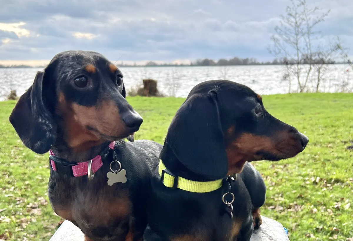 Twee teckels op het gras aan het water